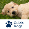 Guide Dogs - Sponsor a Puppy